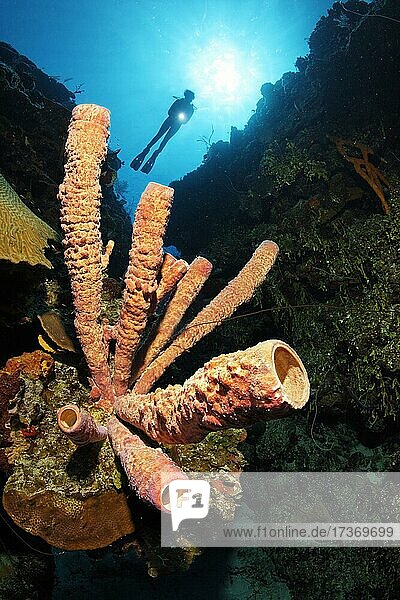 Ofenrohr-Schwamm (Aplysina archeri) an Korallenriff-Steilwand  hinten Taucher im Gegenlicht  Karibisches Meer bei Maria la Gorda  Provinz Pinar del Río  Karibik  Kuba  Mittelamerika