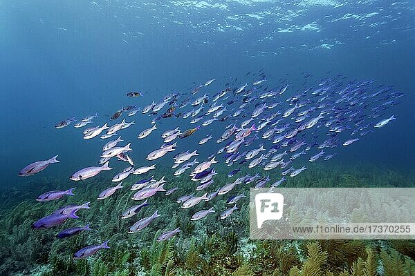 Fischschwarm Kreolen-Lippfisch (Clepticus parrae) schwimmt über Korallenriff dicht bewachsen mit Weichkorallen  Karibisches Meer bei Maria la Gorda  Provinz Pinar del Río  Karibik  Kuba  Mittelamerika
