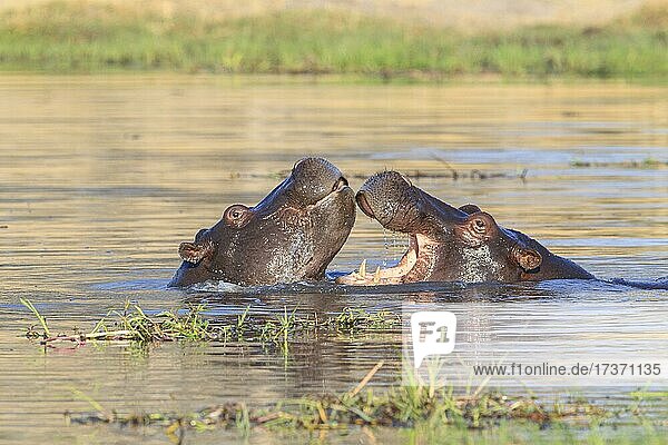 Zwei Flusspferde (Hippopotamus amphibius) kämpfen in einem Fluss  Okavango-Delta  Botswana  Afrika