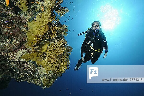 Diver looking at heavily nettled Net Fire Coral (Millepora dichotoma)  Red Sea  Hurghada  Egypt  Africa