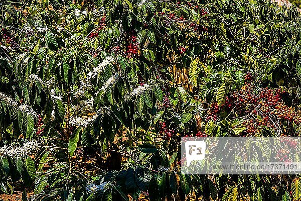 Kaffee-Sträucher mit Früchten und Blüten  Kaffee-Plantage La Azotea in Jocatenago  Jocatenago  Guatemala  Mittelamerika