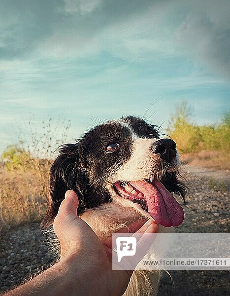 Dog and man friendship concept. Master hand petting his dog friend. Funny playful puppy  open mouth showing long tongue  feeling excited as plays with his owner. Person caressing his cute pet outdoors