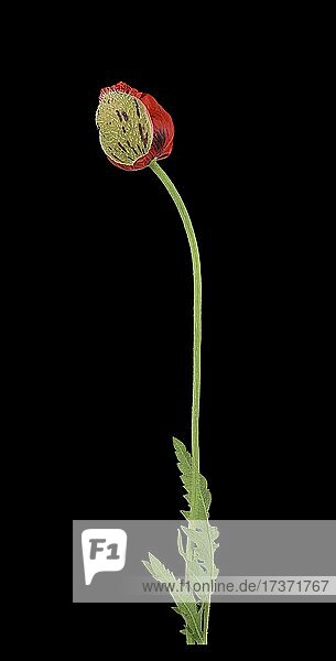 Klatschmohn (Papaver rhoeas), Knospe, Blatt, Stiel, Deutschland, Europa