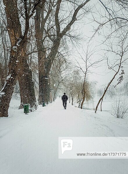 Solitary man silhouette wandering a snowy walkway in the winter park. Calm and moody scene  person walking a footpath in the snowfall  blizzard weather with wind shaking the tall trees branches  Rose Valley  Chisinau  Moldova  Europe