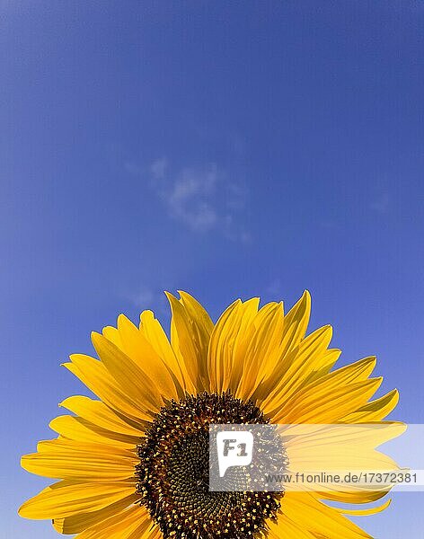Close up von Sonnenblume Pflanze wächst auf dem Feld über klaren blauen Himmel Hintergrund in einem sonnigen Herbsttag. Organische und natürliche gelbe Blütenblätter Textur. Kopierraum für Text