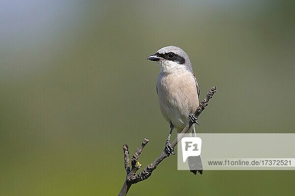 Neuntöter (Canius Collurio) Männchen auf der Sitzwarte, Zicksee, Nationalpark Neusiedler See, Burgenland, Österreich, Europa