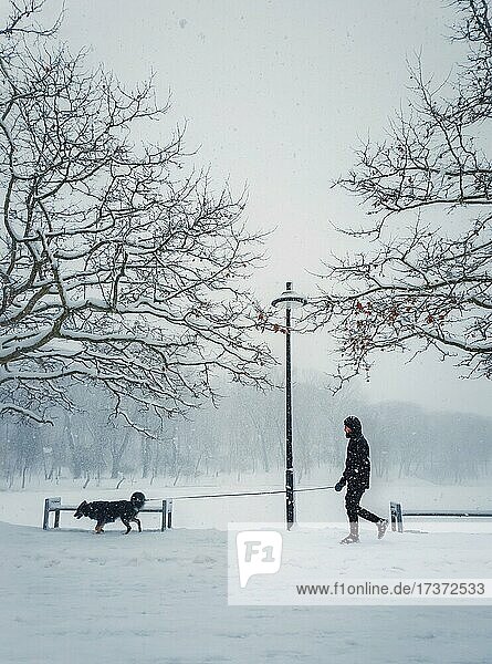 Man walking his dog in the city park. Silhouette of a person and pet wandering the snowy street in a cold winter morning. Blizzard and snowfall weather  fluffy snowflakes covering trees and benches  Rose Valley  Chisinau  Moldova  Europe