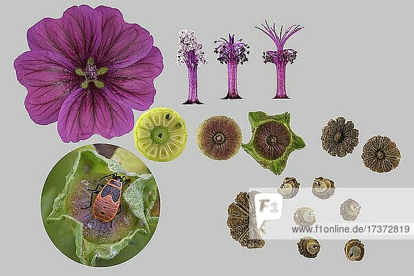 Marokkanische Wild-Malve (Malva sylvestris subsp. subacaulis), Blüte, Fruchtknoten, Griffel, männliche Blütenphase, weibliche Blütenphase, Samenstand unreif, Gemeine Feuerwanze (Pyrrhocoris apterus), Nymphe, Samenstand reif, Samen, Bildtafel, endemisch im Atlasgebirge, Marokko, Afrika