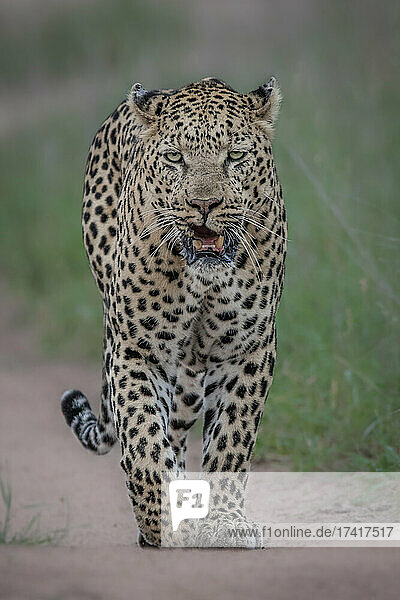 Ein männlicher Leopard  Panthera pardus  geht auf die Kamera zu  mit direktem Blick  knurrend