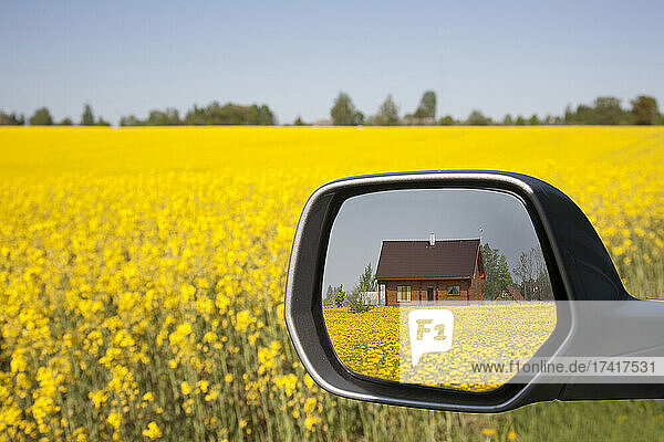 Blühender Acker- und Ölraps  Blick in den Außenspiegel des Autos.