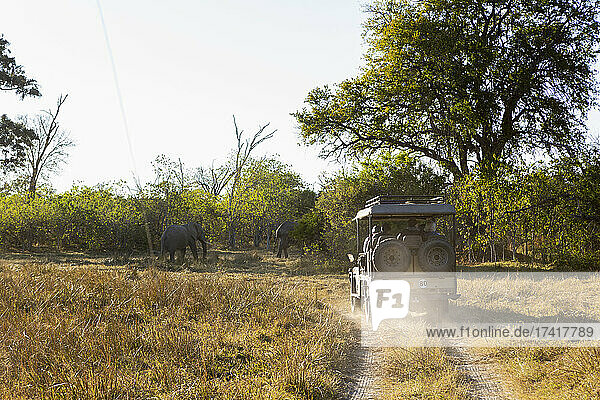 Safari-Fahrzeug bei Sonnenaufgang  Okavango-Delta  Botswana.