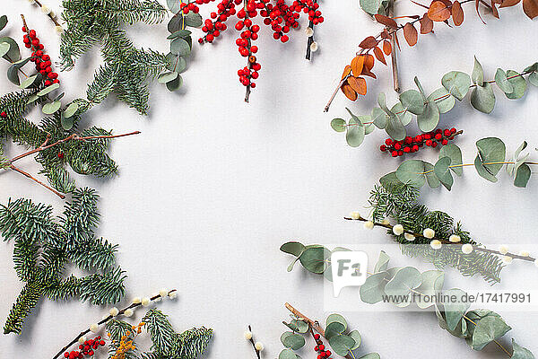 Green foliage  eucalyptus and red berries on white background  Christmas decorations.