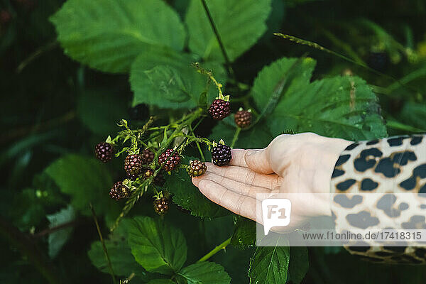 Frau berührt frische Brombeeren