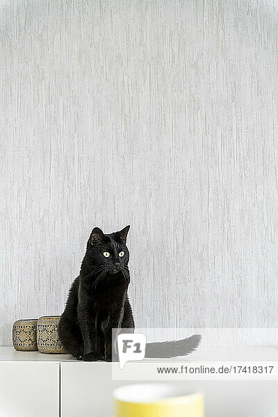 Katze sitzt zu Hause auf dem Sideboard