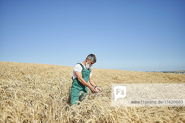 Male farmer analyzing wheat at field during sunny day