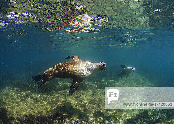 Undersea view of seals swimming near surface