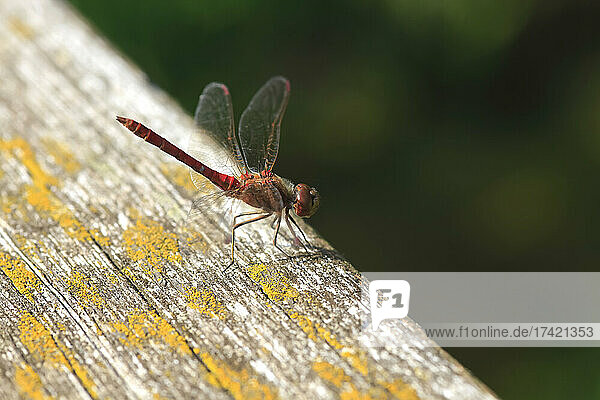 Red dragonfly perching on wooden surface