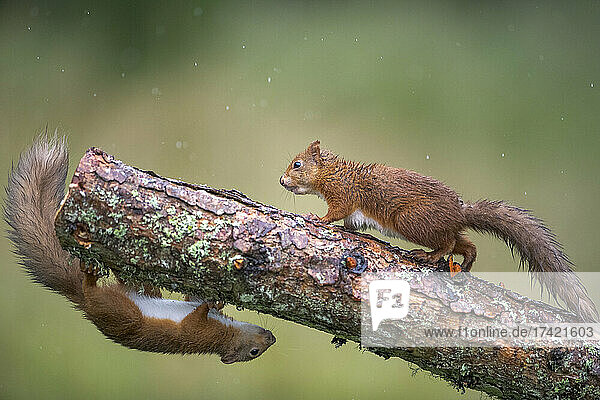 Two Eurasian red squirrels (Sciurus vulgaris) playing on branch