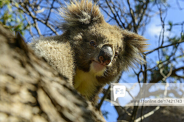 Endangered Koala on branch during sunny day