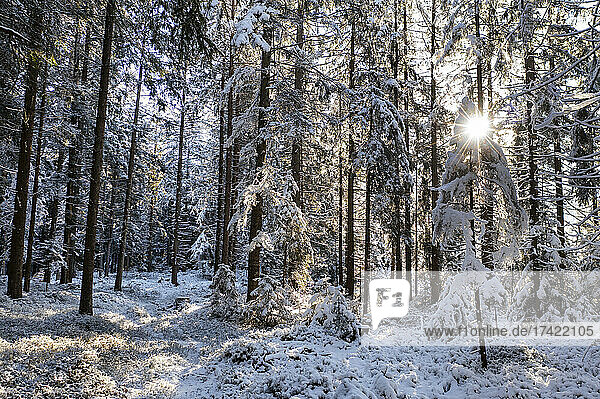 Sun shining through branches of snow-covered spruce forest