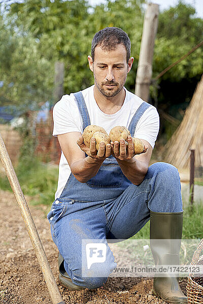 Male farmer holding potatoes while crouching in agricultural field