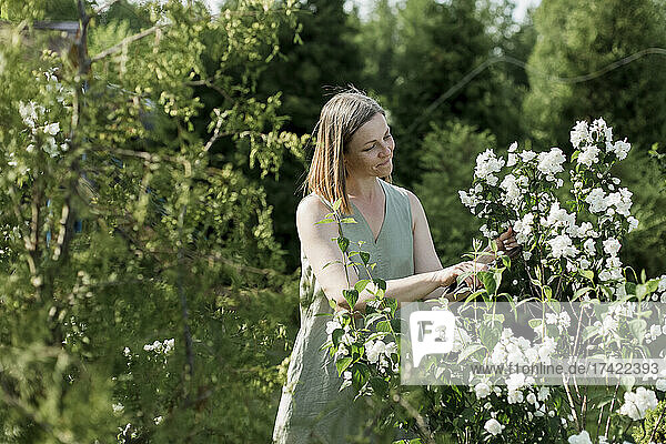 Smiling woman cutting jasmine flowers in garden