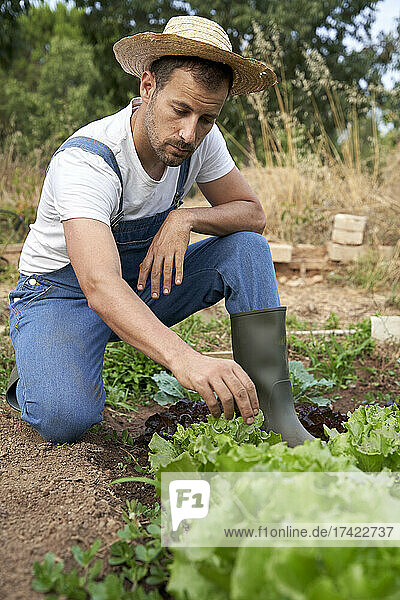 Männlicher Landarbeiter mit Hut untersucht Salat  während er an einem landwirtschaftlichen Feld hockt
