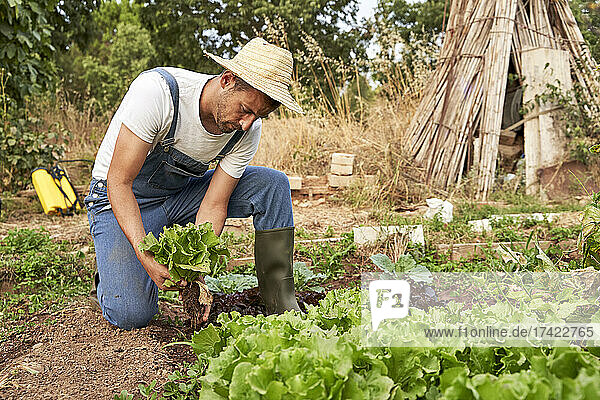 Landwirt erntet frischen Salat  während er auf dem landwirtschaftlichen Feld arbeitet