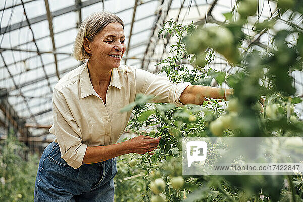 Smiling female farmer examining vegetable plants in greenhouse