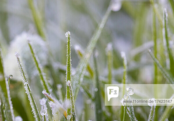 Dew on frosted blades of grass