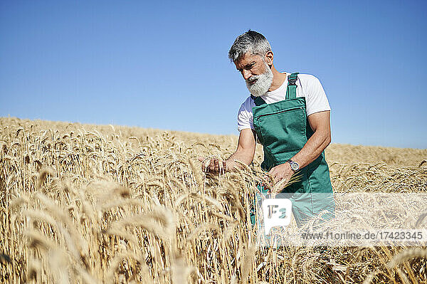 Bearded male farm worker checking wheat in field