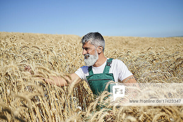 Cheerful male farm worker analyzing wheat at field during sunny day