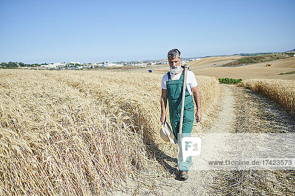 Mature male farmer walking with hoe at wheat field