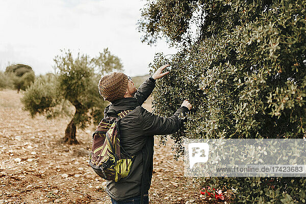 Mid adult man collecting acorns from oak tree in forest