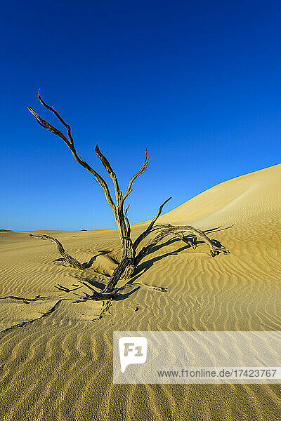 Dead desert tree in Lincoln National Park