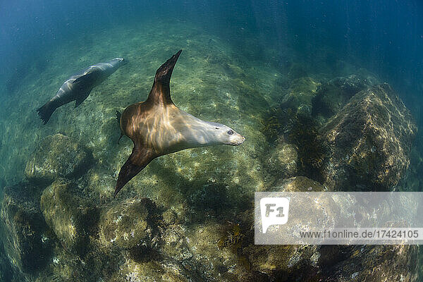 Undersea view of swimming seals
