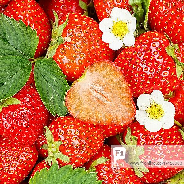 blüten blatt insgesamt 14095 Bilder bei Bildagentur