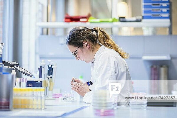 Laborantin mit Probe in Petrischale arbeitet in einem Labor mit Laborgeräten  Freiburg  Baden-Württemberg  Deutschland  Europa