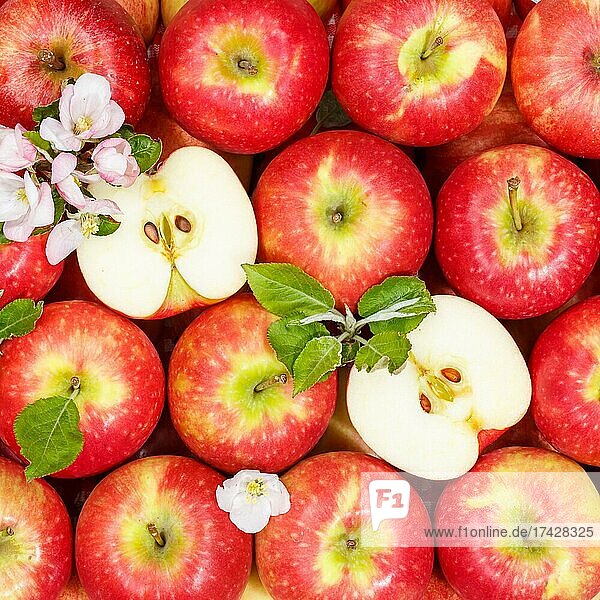 Apples fruits red apple fruit with flowers and leaves from above square  Germany  Europe