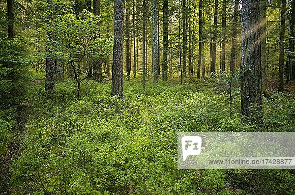 Light-flooded mixed forest  Kaltenbronn  Black Forest  Baden-Württemberg  Germany  Europe