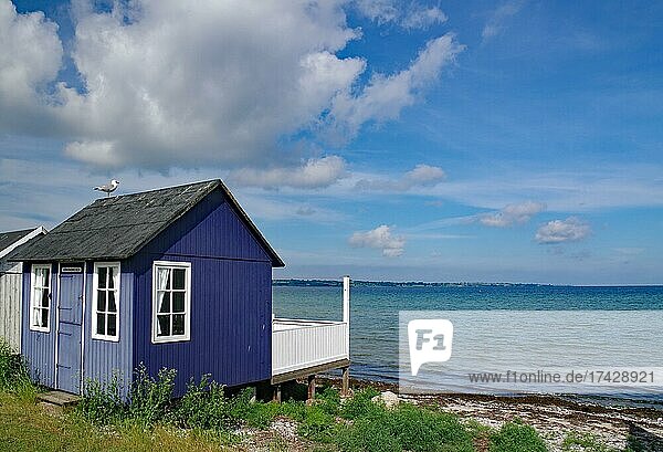 Buntes Strandhäuschen mit Möwe auf dem Dach  Insel Aerö  Syddanmark  Ostsee  Dänemark  Europa