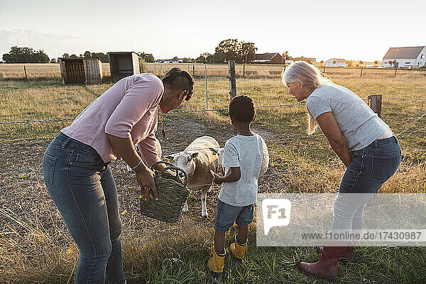 Mutter und Sohn beim Füttern der Schafe durch eine ältere Frau auf einem Bauernhof