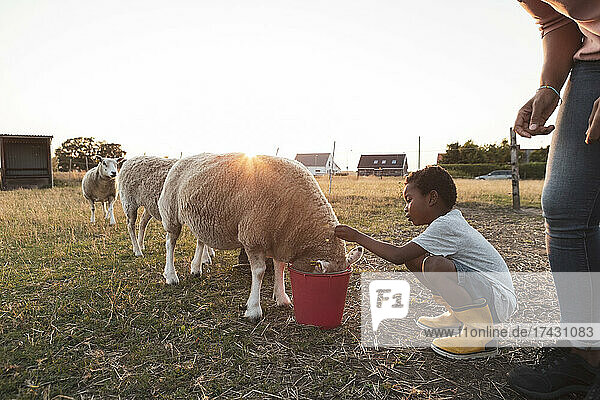 Junge hockt bei Schafen und isst aus einem Eimer auf dem Bauernhof