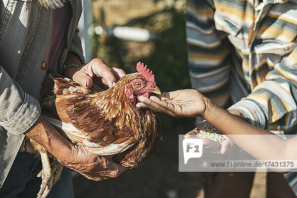 Ausgeschnittenes Bild eines Jungen  der mit seiner Mutter und Großmutter an einem sonnigen Tag Körner an ein Huhn verfüttert