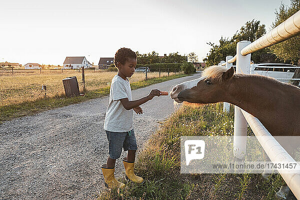 Junge füttert Pony im Zaun auf dem Bauernhof mit Möhren