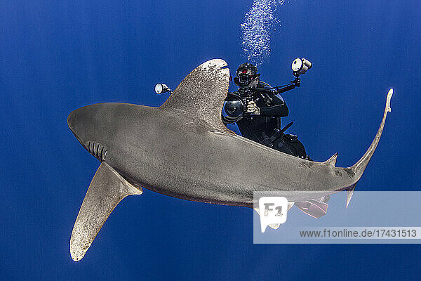 Bahamas  Cat Island  Diver with Oceanic whitetip shark (Carcharhinus longimanus)