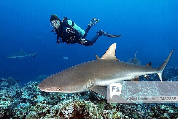 Diver looking at grey reef shark (Carcharhinus amblyrhynchos)  Pacific Ocean  Yap  Federated States of Micronesia