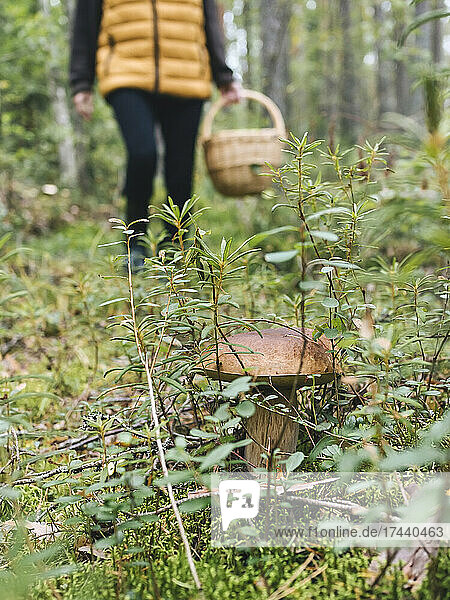 Mushroom amidst plants in forest