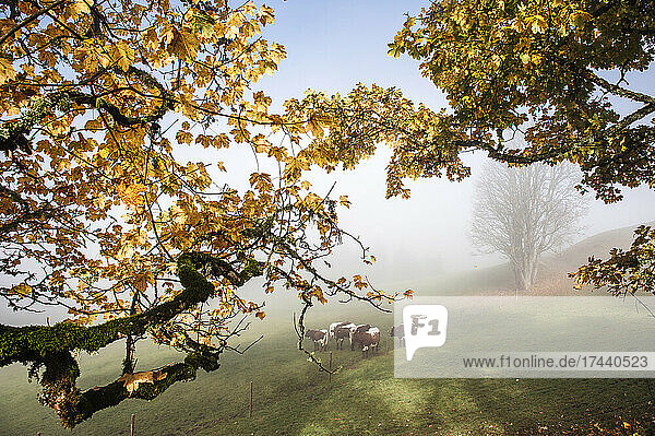 Cattle grazing in foggy autumn pasture
