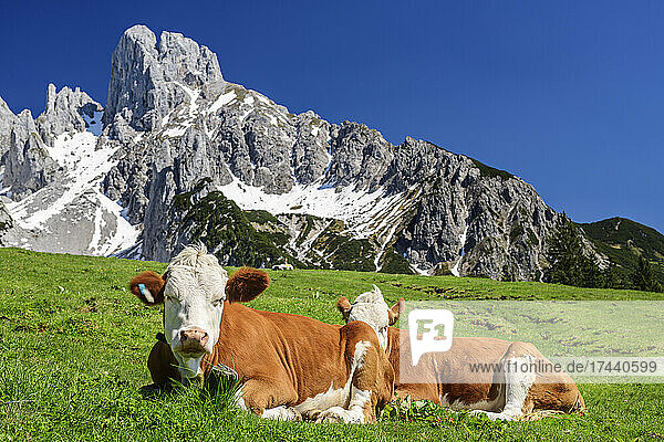 Brown cows sitting on green landscape with Bishops Hat Mountain in background